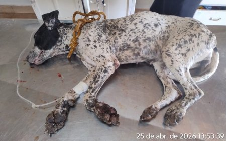 Homem é preso por chutar cadela e manter animais em ambiente insalubre no Sul de Minas