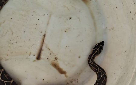 Urutu-cruzeiro é capturada pelos Bombeiros em empresa de materiais de construção no Sul de Minas