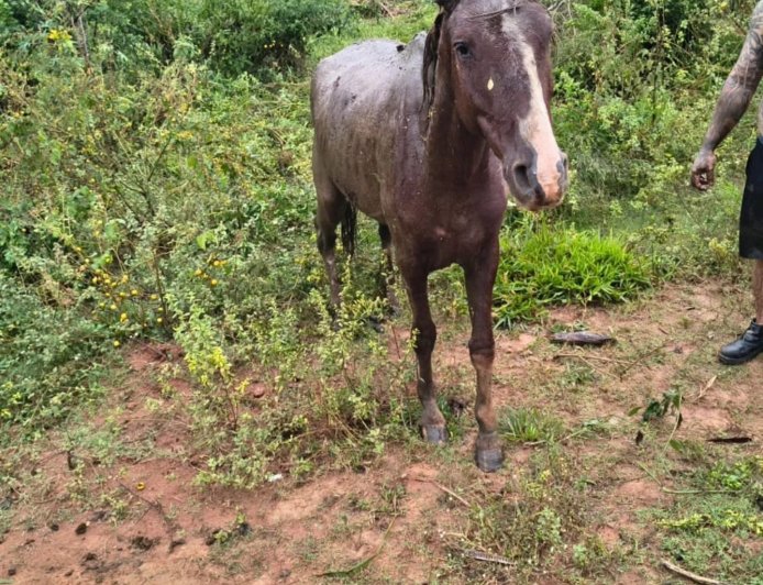 Cavalo atolado em lamaçal é resgatado pelos Bombeiros em Guaxupé