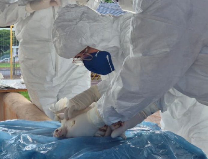 IMA vistoria 50 propriedades rurais em exercício simulado de gripe aviária