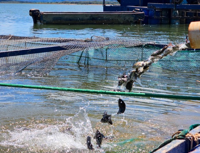 Governo de Minas suspende benefício do ICMS às tilápias importadas