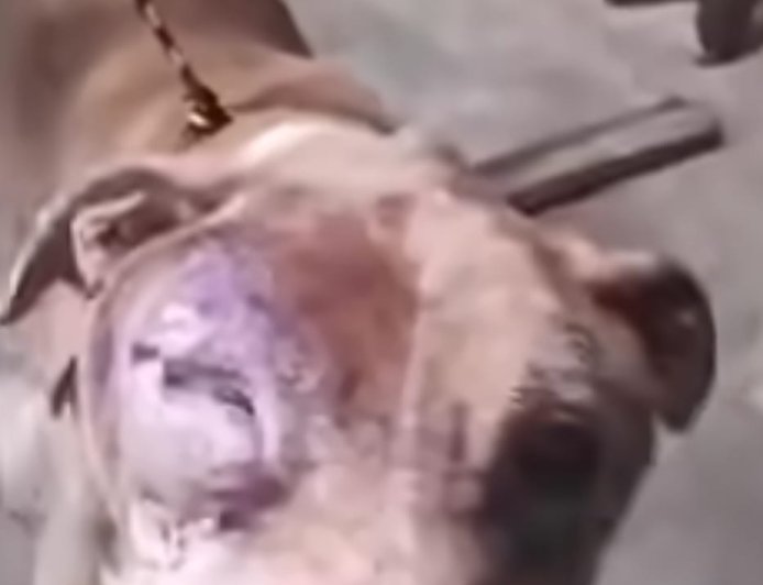 Cão em situação de abandono é resgatado pela PC no interior de Minas