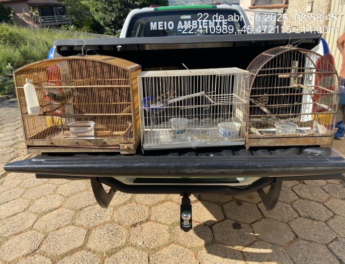 Mais de 250 aves são apreendidas em operação contra o tráfico de pássaros e criadouros de passeriformes no Sul de Minas