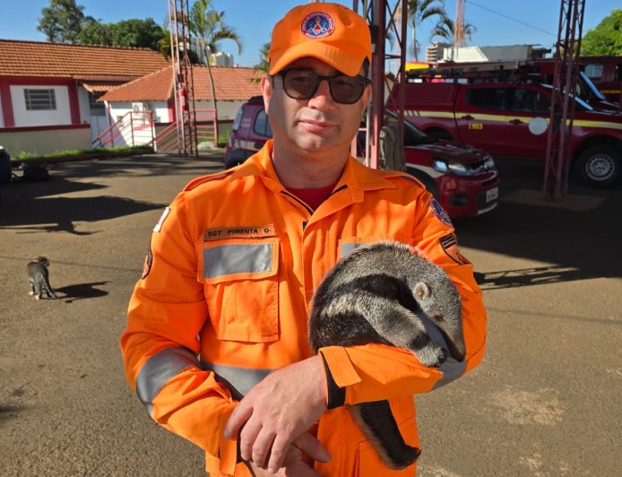 Tristeza: Filhote de Tamanduá-bandeira é resgatado junto ao corpo da mãe, morta em rodovia, pelo Corpo de Bombeiros