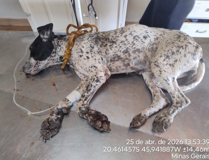 Homem é preso por chutar cadela e manter animais em ambiente insalubre no Sul de Minas