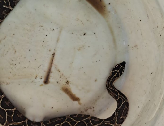 Urutu-cruzeiro é capturada pelos Bombeiros em empresa de materiais de construção no Sul de Minas