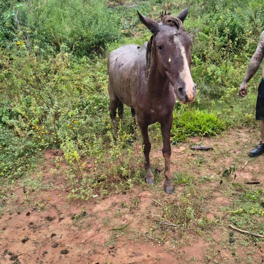 Cavalo atolado em lamaçal é resgatado pelos Bombeiros em Guaxupé