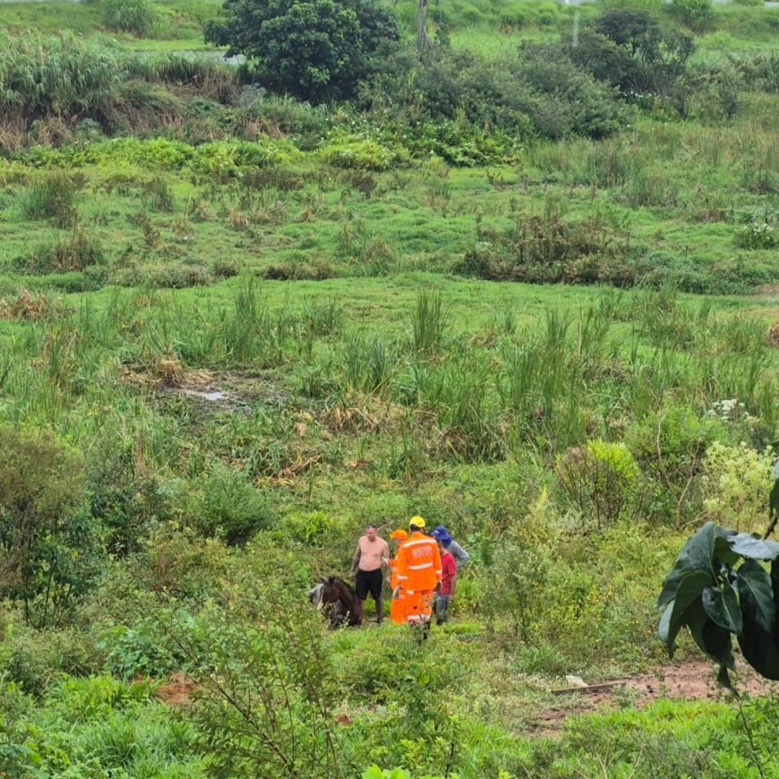 Cavalo atolado em lamaçal é resgatado pelos Bombeiros em Guaxupé
