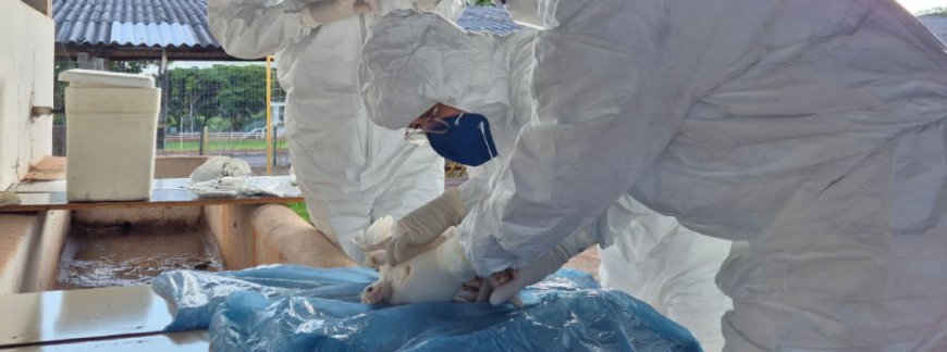 IMA vistoria 50 propriedades rurais em exercício simulado de gripe aviária