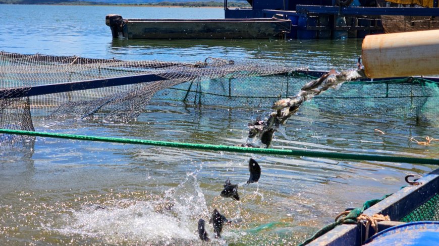 Governo de Minas suspende benefício do ICMS às tilápias importadas