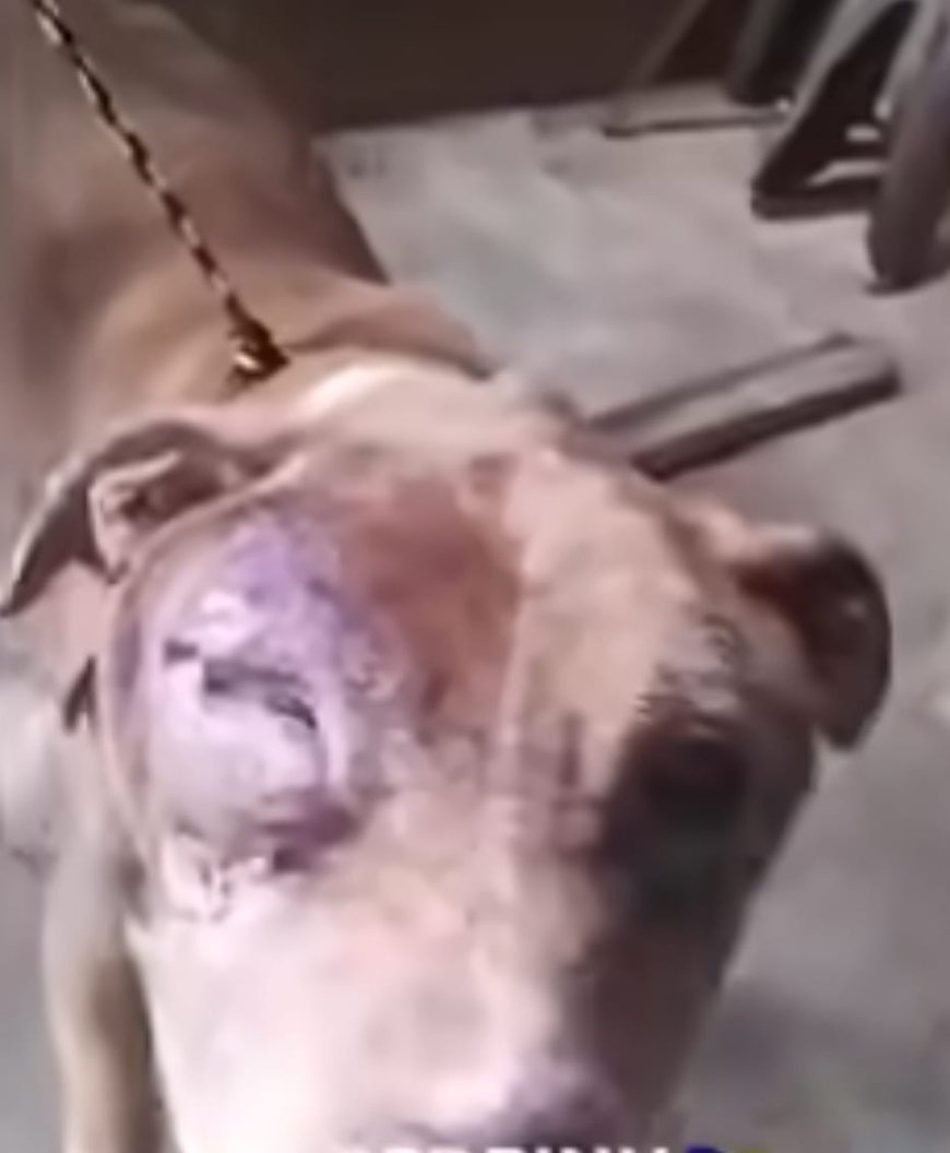 Cão em situação de abandono é resgatado pela PC no interior de Minas