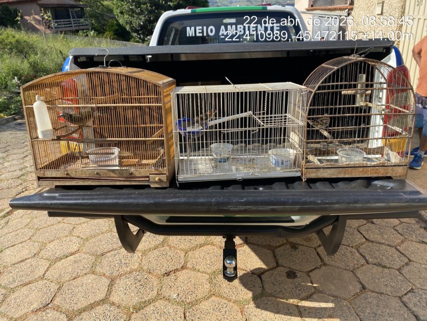 Mais de 250 aves são apreendidas em operação contra o tráfico de pássaros e criadouros de passeriformes no Sul de Minas