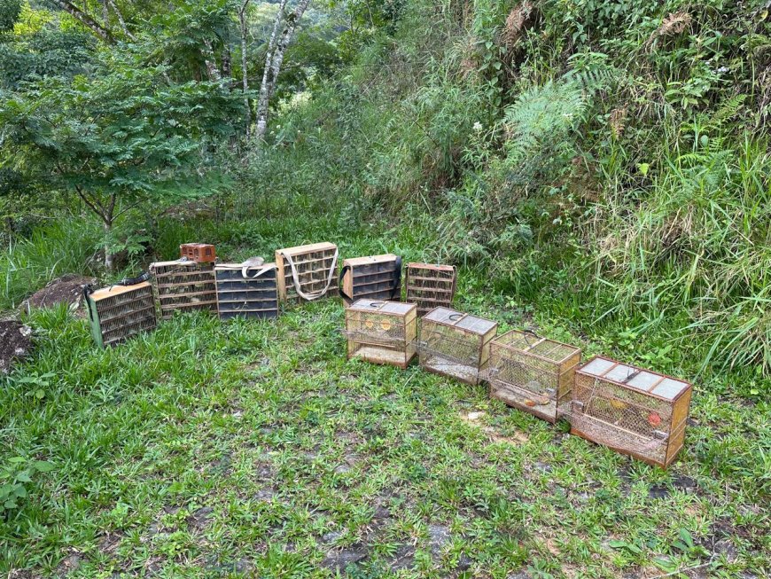 Mais de 250 aves são apreendidas em operação contra o tráfico de pássaros e criadouros de passeriformes no Sul de Minas