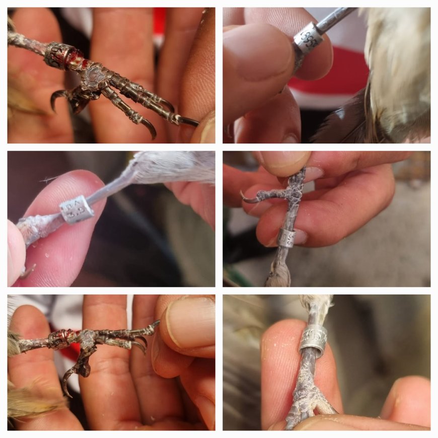 Mais de 250 aves são apreendidas em operação contra o tráfico de pássaros e criadouros de passeriformes no Sul de Minas