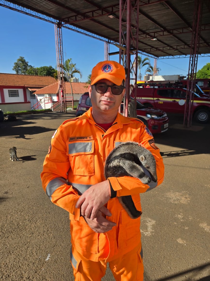 Tristeza: Filhote de Tamanduá-bandeira é resgatado junto ao corpo da mãe, morta em rodovia, pelo Corpo de Bombeiros