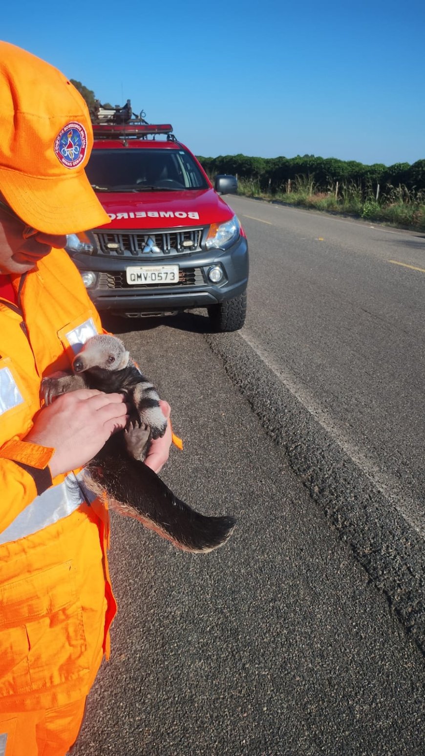 Tristeza: Filhote de Tamanduá-bandeira é resgatado junto ao corpo da mãe, morta em rodovia, pelo Corpo de Bombeiros