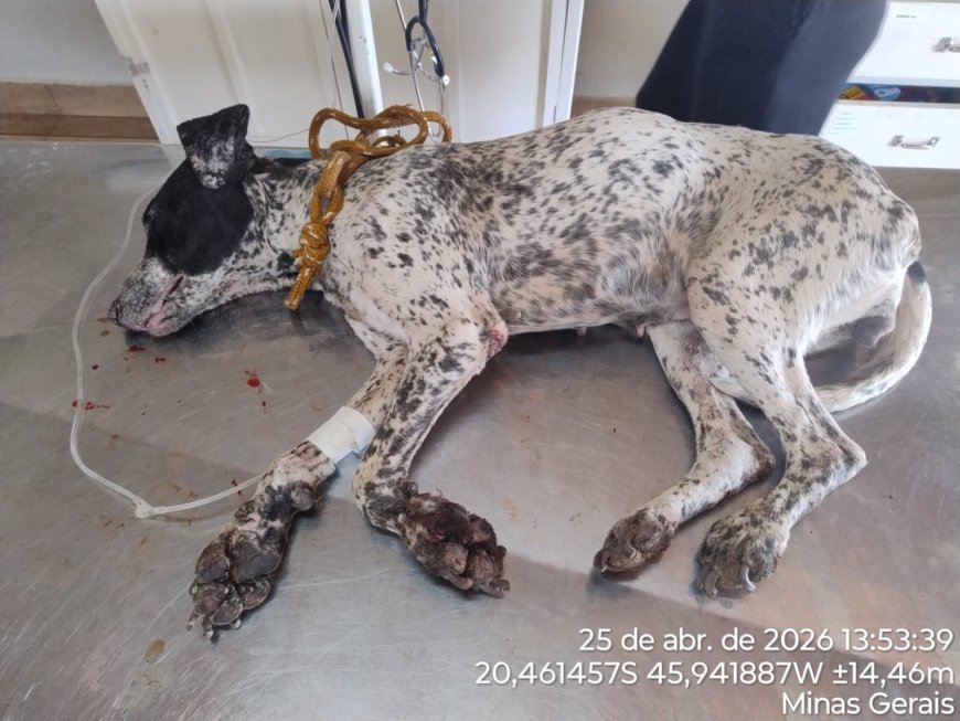 Homem é preso por chutar cadela e manter animais em ambiente insalubre no Sul de Minas