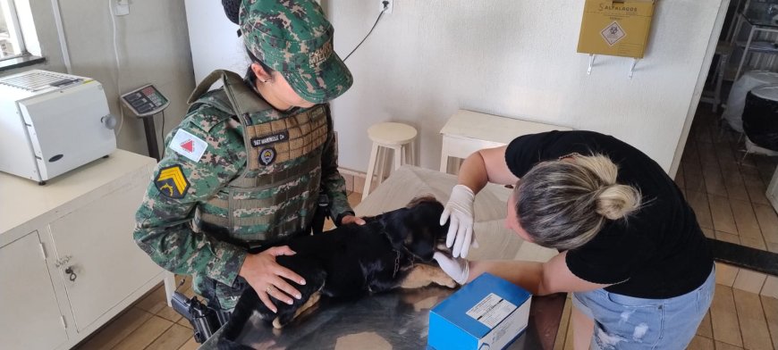 Homem é preso por chutar cadela e manter animais em ambiente insalubre no Sul de Minas