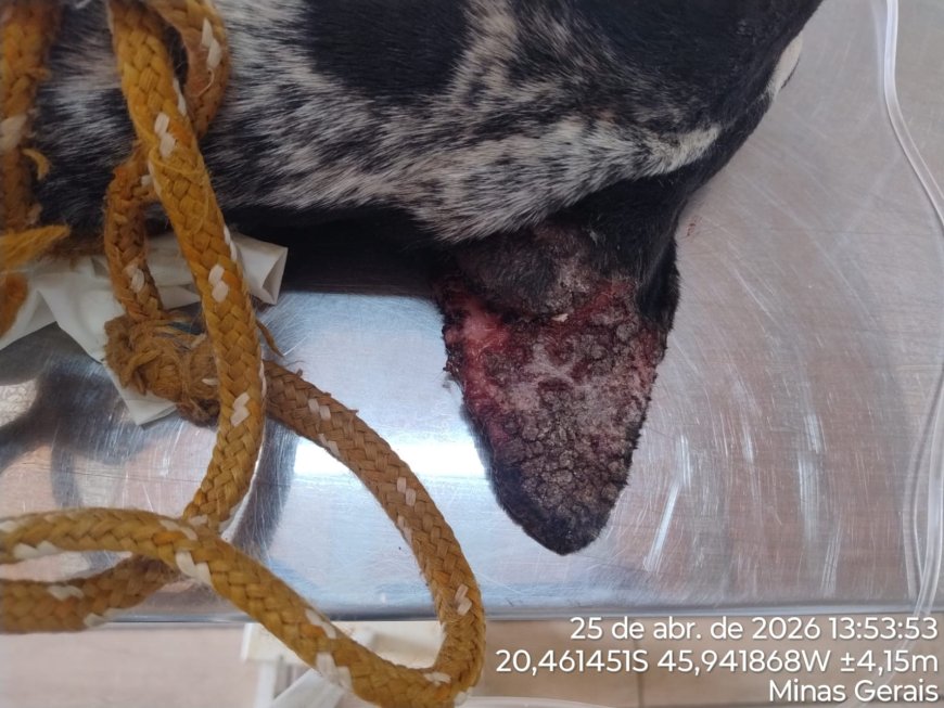 Homem é preso por chutar cadela e manter animais em ambiente insalubre no Sul de Minas