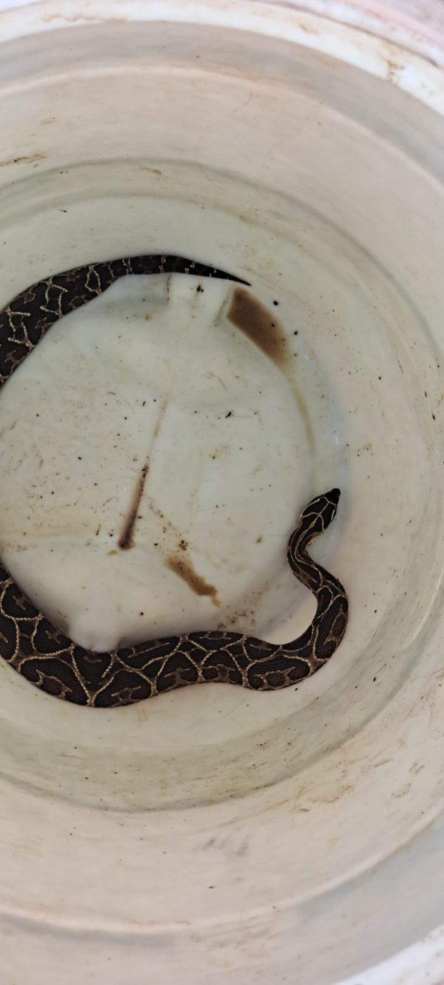 Urutu-cruzeiro é capturada pelos Bombeiros em empresa de materiais de construção no Sul de Minas