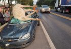 Cavalo morre atropelado em acidente na MG-050, no Sul de Minas