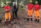 Bombeiros resgatam cavalo caído em fossa nas proximidades da BR-146