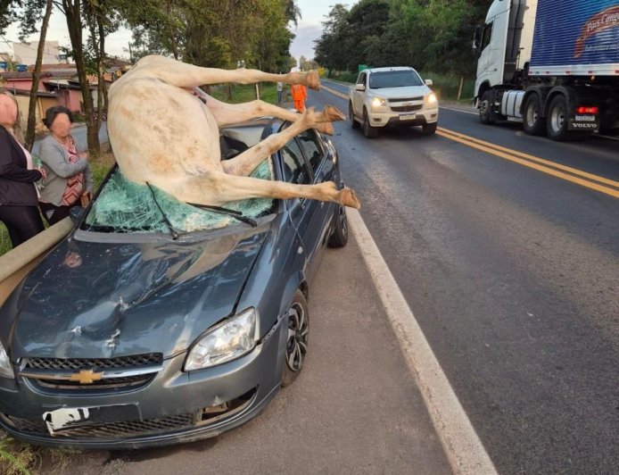 Cavalo morre atropelado em acidente na MG-050, no Sul de Minas