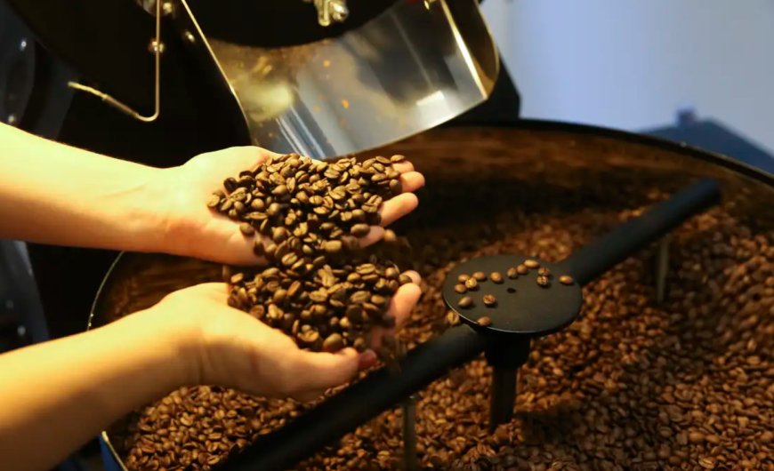 Conab prevê produção de café em 66,7 milhões de sacas na safra 2026, alta de 18%