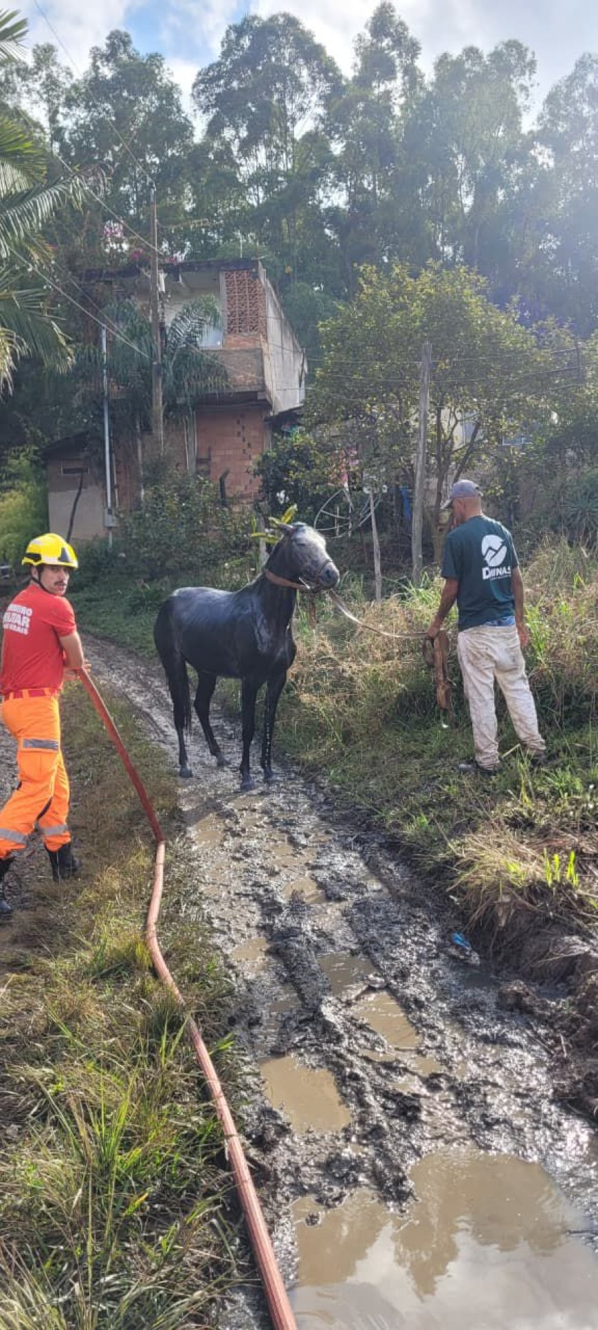 Bombeiros resgatam cavalo caído em fossa nas proximidades da BR-146