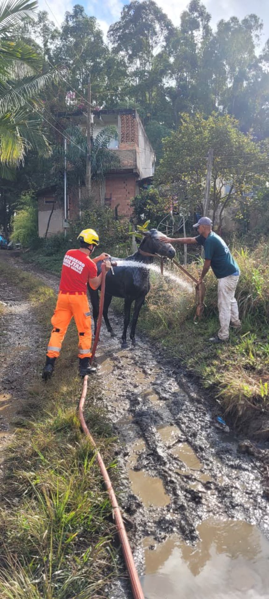 Bombeiros resgatam cavalo caído em fossa nas proximidades da BR-146