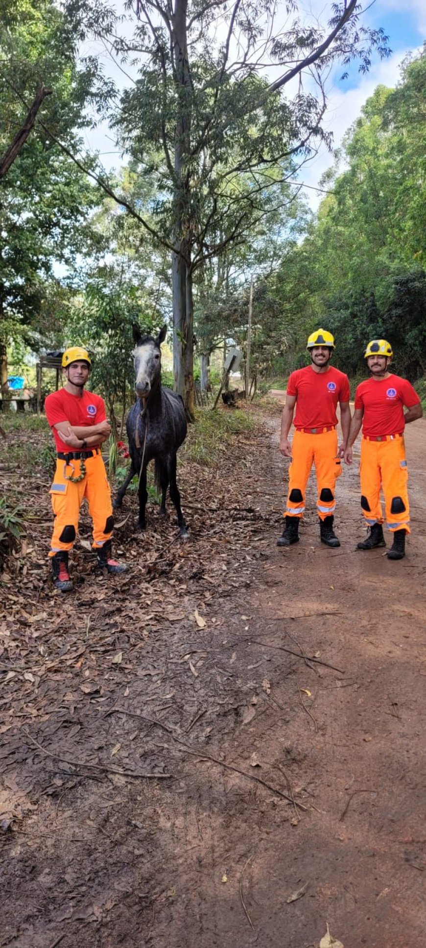 Bombeiros resgatam cavalo caído em fossa nas proximidades da BR-146