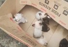 Mulher de 34 anos é indiciada por abandono de filhotes de gatos no Sul de Minas
