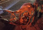 Motociclista na contramão de direção tem morte instantânea ao colidir com veículo na MGC-491