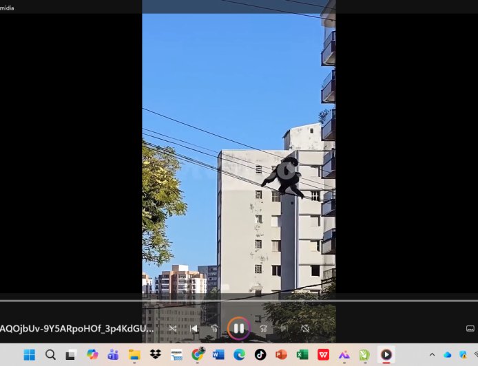 Vídeo: Macaco faminto invade escola e rouba saco de pães de queijo em Poços de Caldas