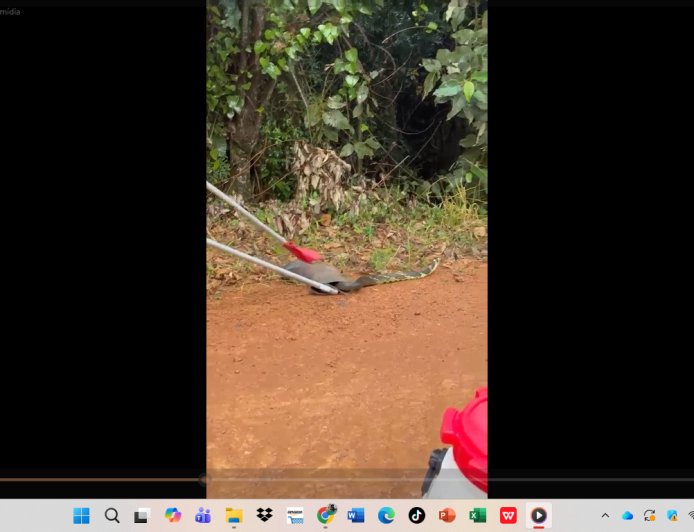 Vídeo: Caninana de 2 metros é capturada em depósito, dentro de uma bota de borracha, no Sul de Minas
