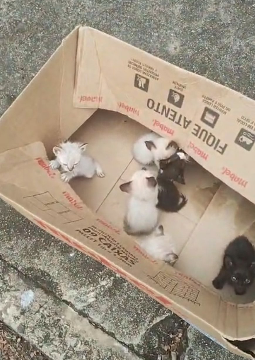Mulher de 34 anos é indiciada por abandono de filhotes de gatos no Sul de Minas