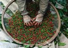 Colheita de café avança para 24,9% na área monitorada pela Cooxupé