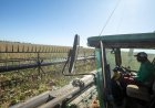 BDMG anuncia R$ 3 bilhões em créditos para a nova safra 2026/2027 e passa a financiar a agricultura familiar no estado