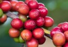 Chuvas prejudicam a colheita do café no Sul de Minas