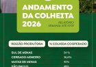 Colheita de café na área de atuação da Cooxupé alcança 47,3%