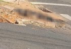 Tragédia em Passos: cadela é queimada viva em crime ligado à violência doméstica