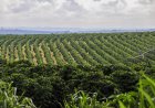 Clima e fisiologia vegetal entram no debate sobre a safra de café