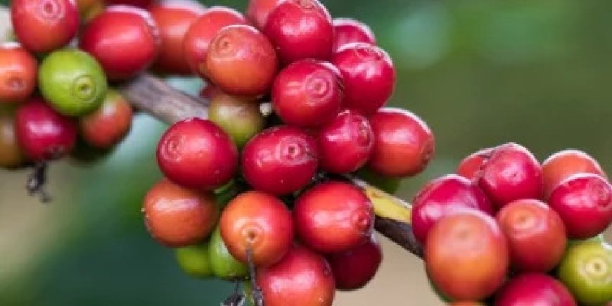 Chuvas prejudicam a colheita do café no Sul de Minas