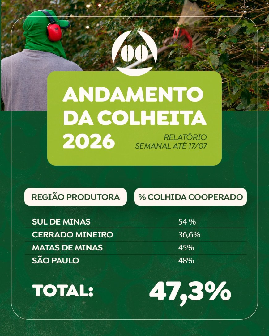 Colheita de café na área de atuação da Cooxupé alcança 47,3%