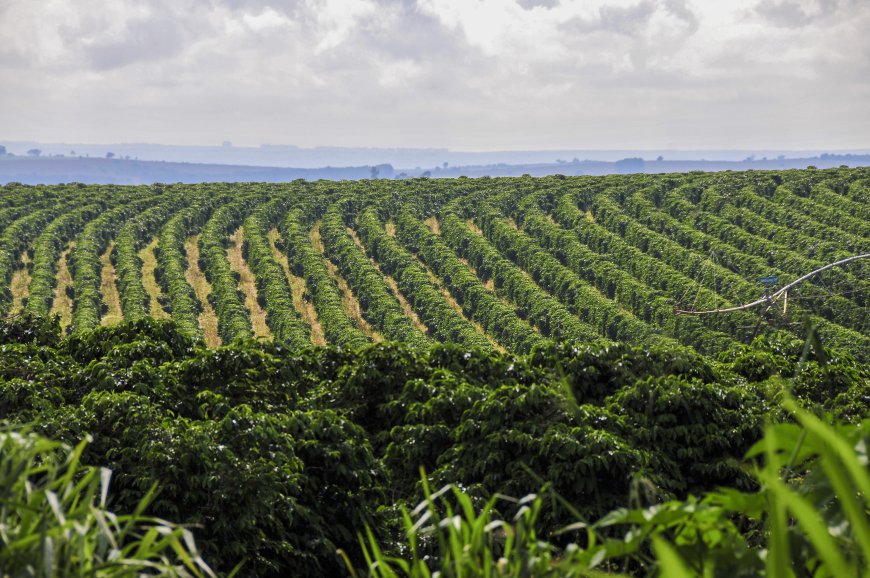 Clima e fisiologia vegetal entram no debate sobre a safra de café