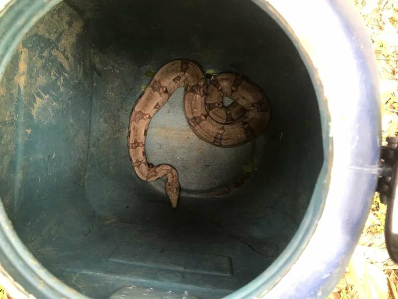 Bombeiros resgatam mais uma Jibóia em Guaxupé