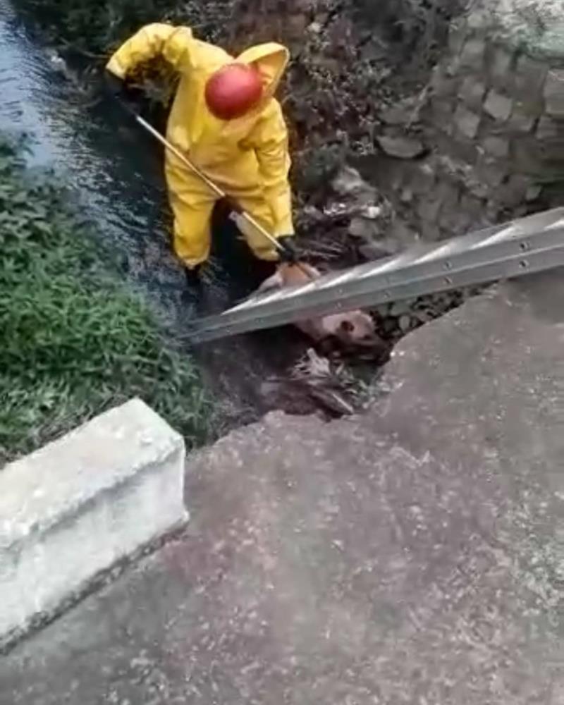 Cão que caiu em rio, em Guaxupé, é resgatado pelos Bombeiros