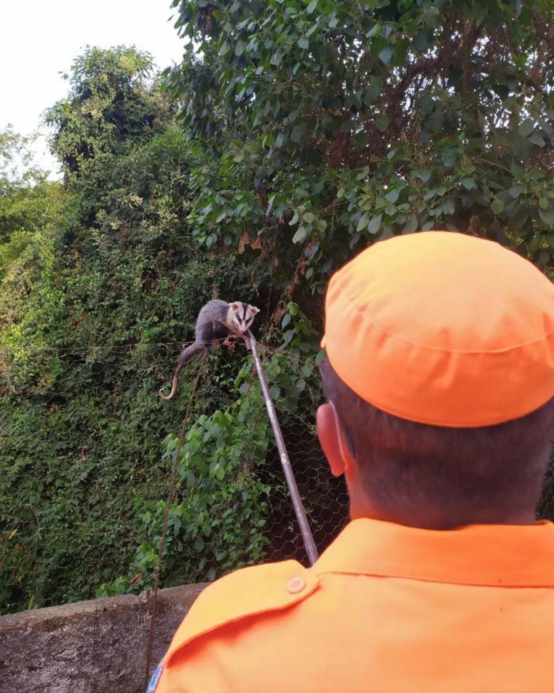 Bombeiros combatem incêndio em Guaxupé e Guaranésia e resgatam animal em perigo