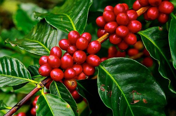 Após recorde histórico, BDMG anuncia R$ 355,5 milhões para nova safra de café