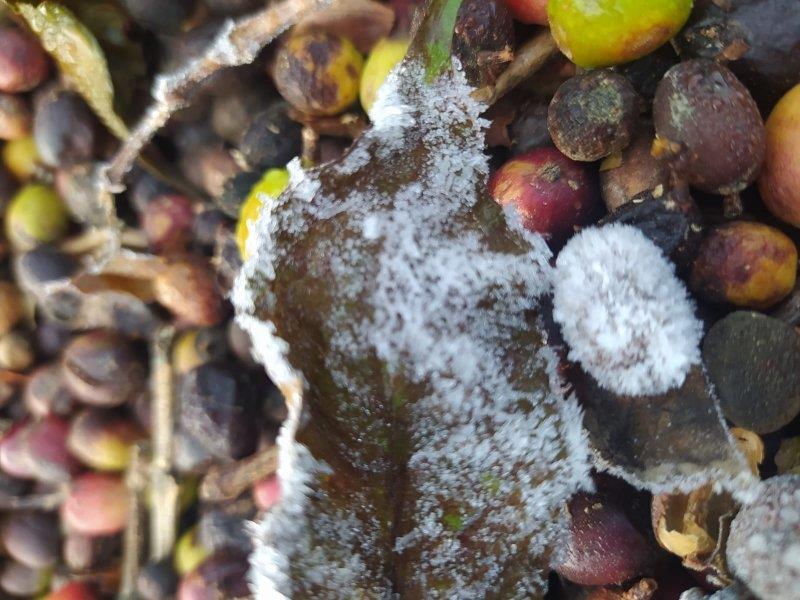 Confirmando as previsões, geada volta a atingir área de produção de café no Sul de Minas